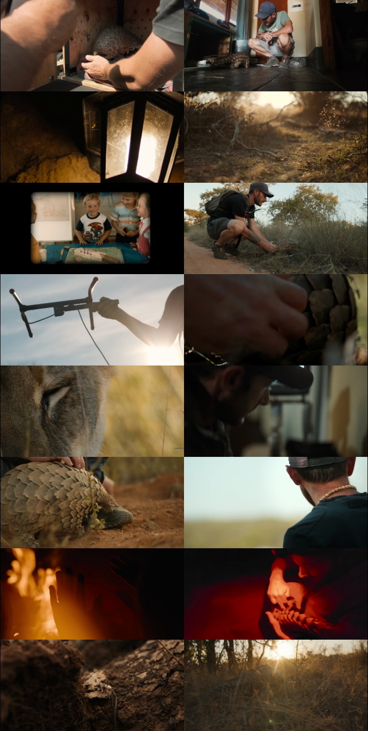 Pangolin Kulu’s Journey (2025) 1080p | 720p | 480p WEB-HDRip [Hindi (हिन्दी) English] DD2.0 ESubs Screenshots