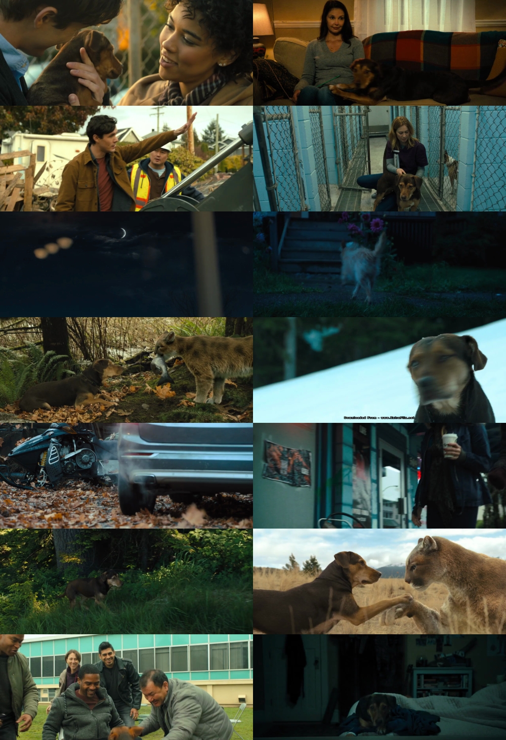 A Dog’s Way Home (2019) 1080p | 720p | 480p BluRay [Hindi (हिन्दी) + English] DD5.1 ESub Screenshots